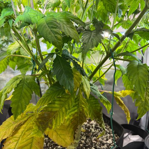 Foto del growlog de T-PM: Day 48