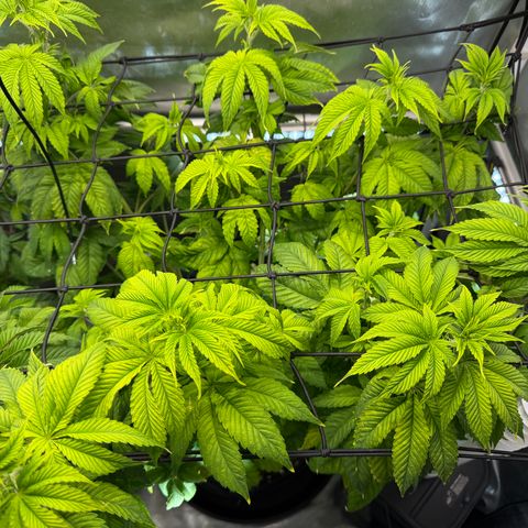 Foto del growlog de T-PM: Day 49
