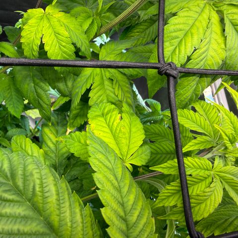 Foto del growlog de T-PM: Day 49