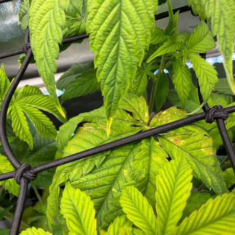 Foto del growlog de T-PM: Day 49