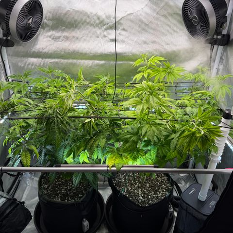 Foto del growlog de T-PM: Day 56