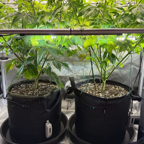 Foto del growlog de T-PM: Day 56