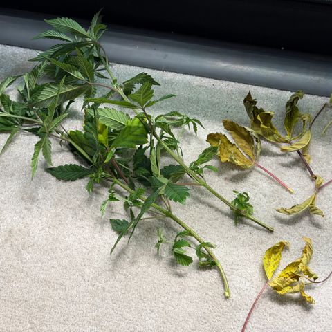 Foto del growlog de T-PM: Day 56