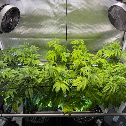 Foto del growlog de T-PM: Day 57