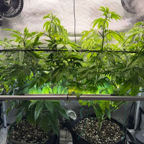 Foto del growlog de T-PM: Day 57