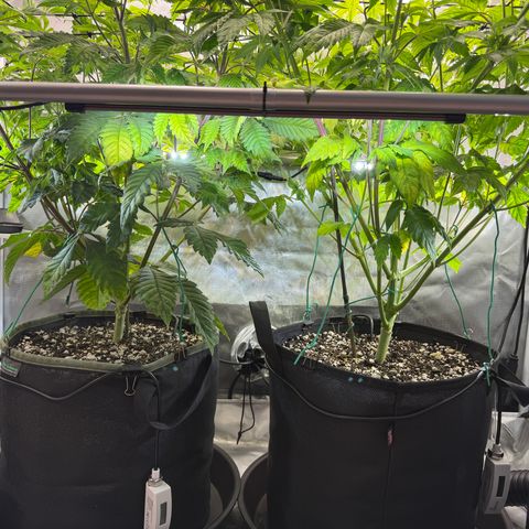 Foto del growlog de T-PM: Day 57