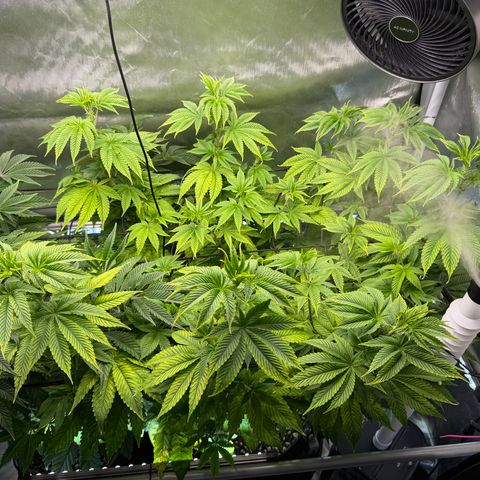 Foto del growlog de T-PM: Day 58
