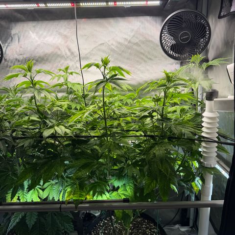Foto del growlog de T-PM: Day 58