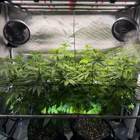 Foto del growlog de T-PM: Day 58