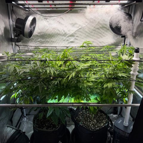 Foto del growlog de T-PM: Day 60