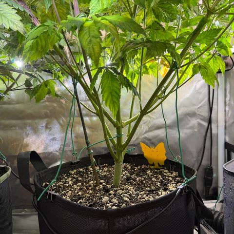 Foto del growlog de T-PM: Day 63