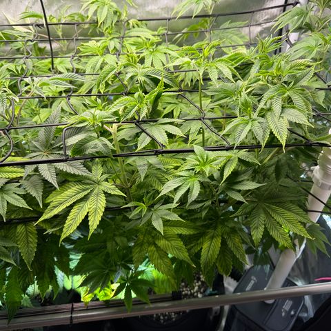 Foto del growlog de T-PM: Day 63