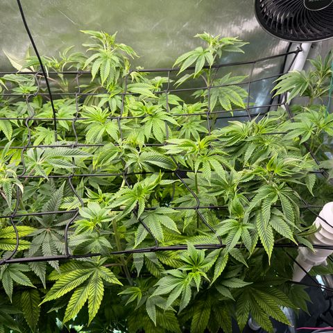 Foto del growlog de T-PM: Day 63