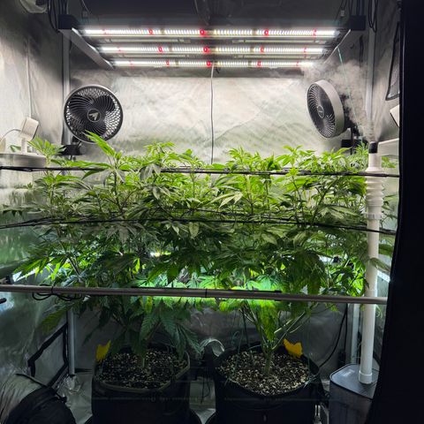 Foto del growlog de T-PM: Day 63… GZ on the left, PM on the right.