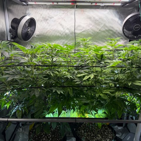 Foto del growlog de T-PM: Day 64