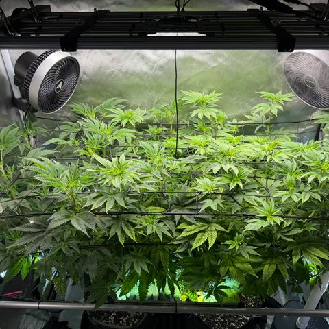 Foto del growlog de T-PM: Day 64