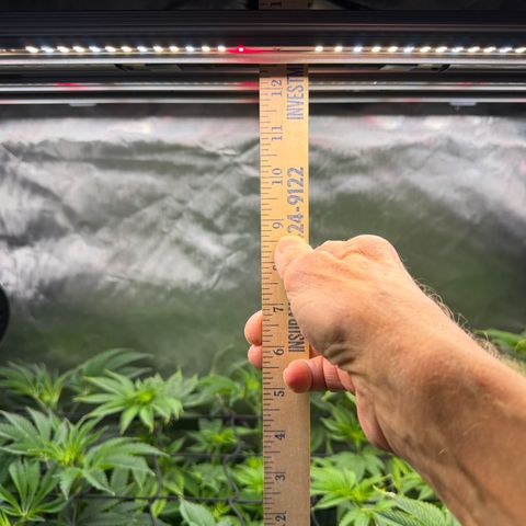 Foto del growlog de T-PM: Day 64