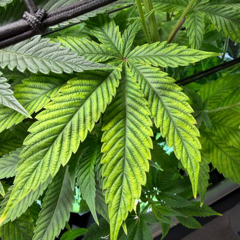 Foto del growlog de T-PM: Day 64