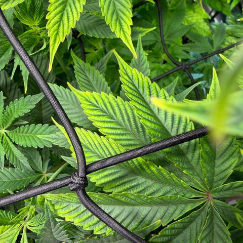 Foto del growlog de T-PM: Day 64