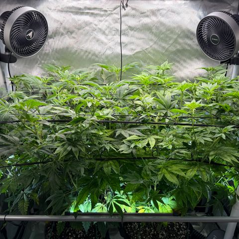Foto del growlog de T-PM: Day 66