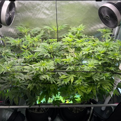 Foto del growlog de T-PM: Day 66