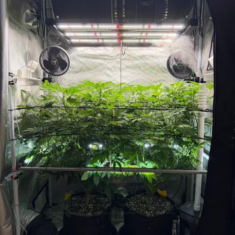 Foto del growlog de T-PM: Day 68