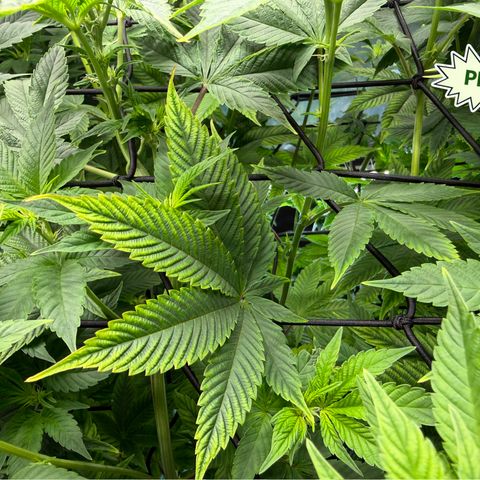 Foto del growlog de T-PM: Day 68