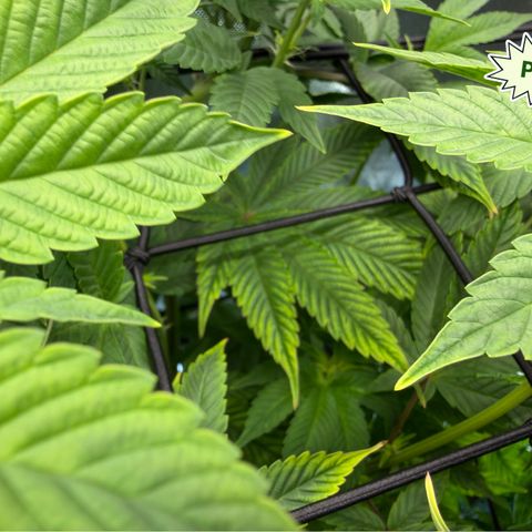 Foto del growlog de T-PM: Day 68