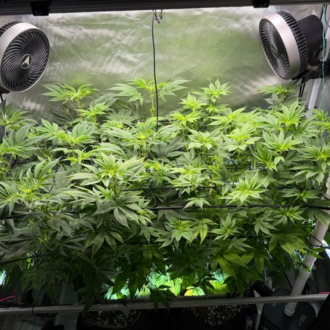 Foto del growlog de T-PM: Day 68