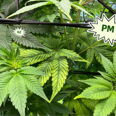 Foto del growlog de T-PM: Day 68