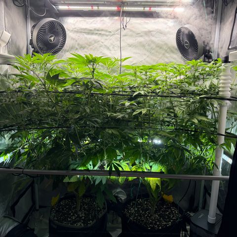 Foto del growlog de T-PM: Day 70