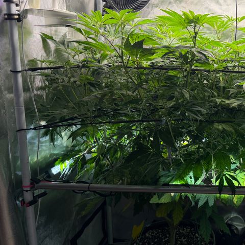 Foto del growlog de T-PM: Day 70
