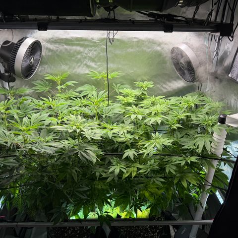 Foto del growlog de T-PM: Day 70