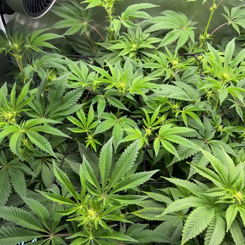 Foto del growlog de T-PM: Day 70