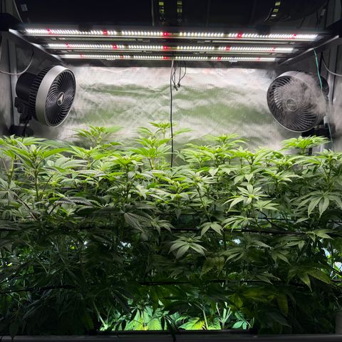 Foto del growlog de T-PM: Day 73, GZ on the left, PM on the right
