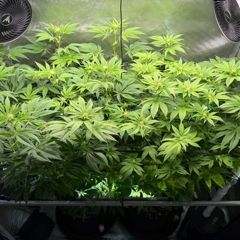 Foto del growlog de T-PM: Day 73, GZ on the left, PM on the right