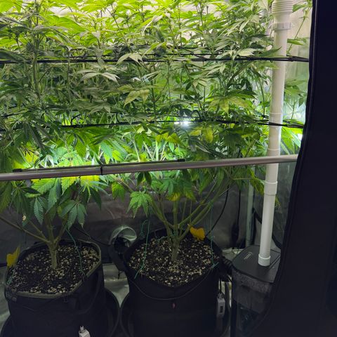 Foto del growlog de T-PM: Day 76
