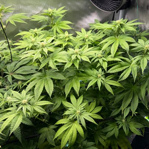 Foto del growlog de T-PM: Day 76
