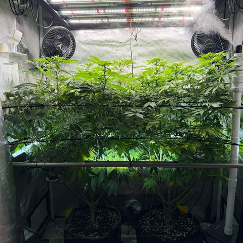 Foto del growlog de T-PM: Day 76