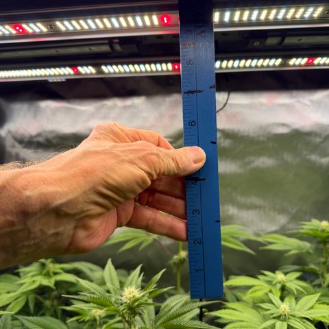 Foto del growlog de T-PM: Day 76