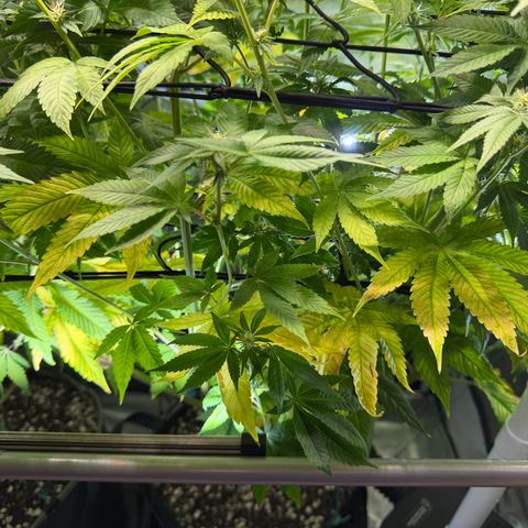 Foto del growlog de T-PM: Day 79
