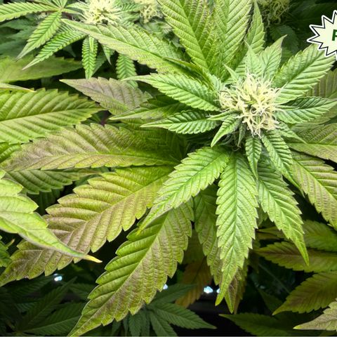 Foto del growlog de T-PM: Day 81