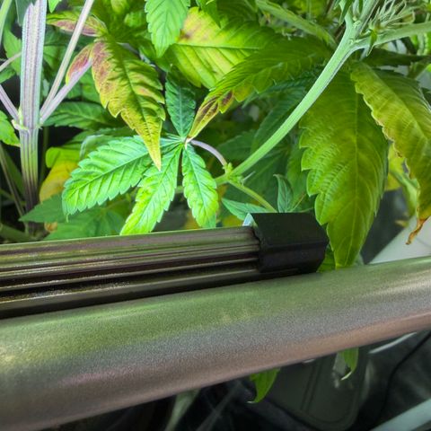 Foto del growlog de T-PM: Day 81