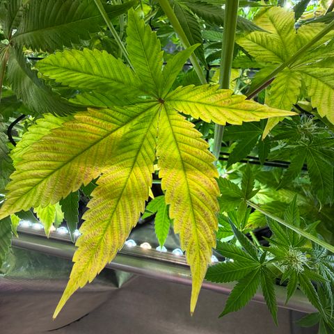 Foto del growlog de T-PM: Day 81