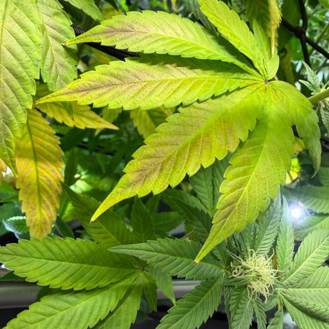 Foto del growlog de T-PM: Day 81