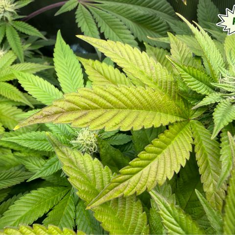 Foto del growlog de T-PM: Day 81