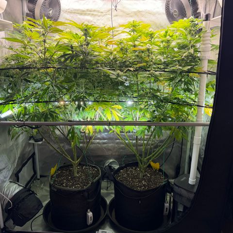 T-PM growlog photo: Day 84