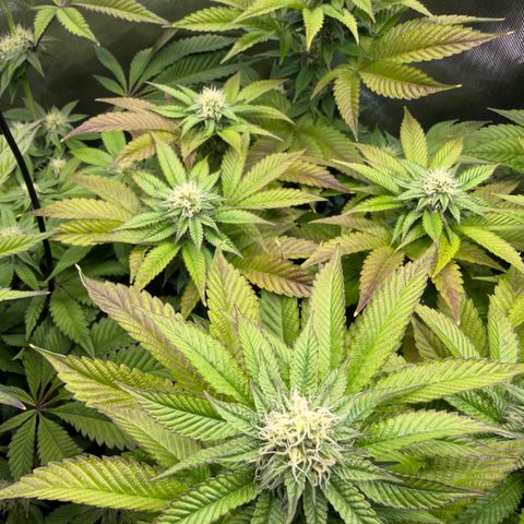 T-PM growlog photo: Day 84