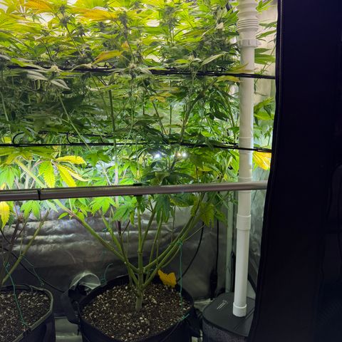 T-PM growlog photo: Day 84