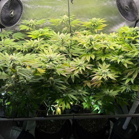 T-PM growlog photo: Day 84
